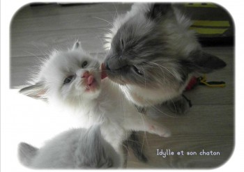 Idylle et son chaton - Chatterie Ragdolls du Val de Beauvoir